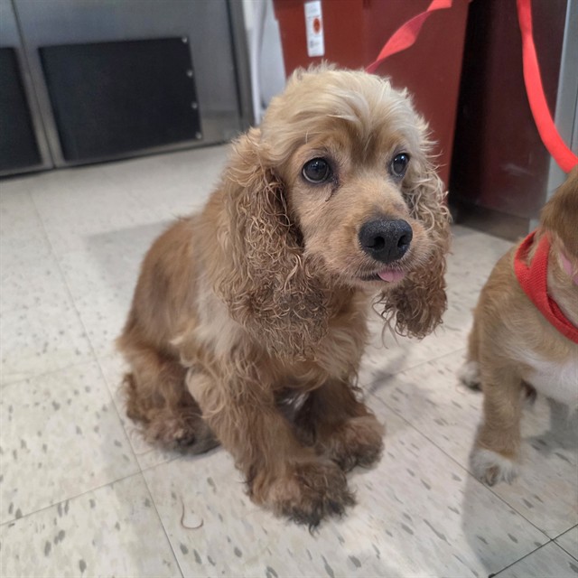 Shelter Stray Female Dog last seen Near BLOCK BLCK E OCEAN BLVD, LONG BEACH, CA 90802, 7700 E Spring St, Long Beach, CA 90815, USA