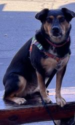 Lost Female Dog last seen Lake Boren Park, Newcastle, WA 98056