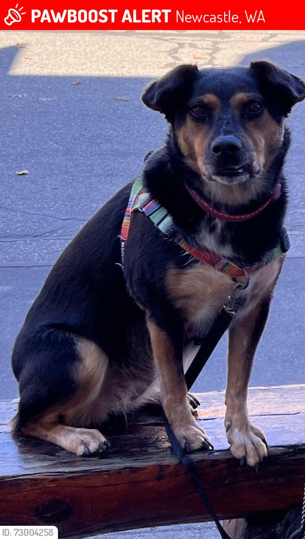 Lost Female Dog last seen Lake Boren Park, Newcastle, WA 98056