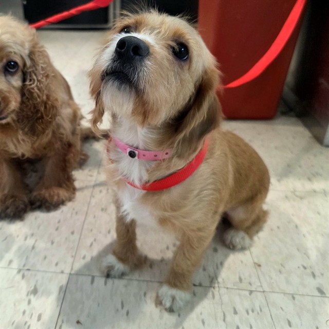 Shelter Stray Female Dog last seen Near BLOCK BLCK E OCEAN BLVD, LONG BEACH, CA 90802, 7700 E Spring St, Long Beach, CA 90815, USA