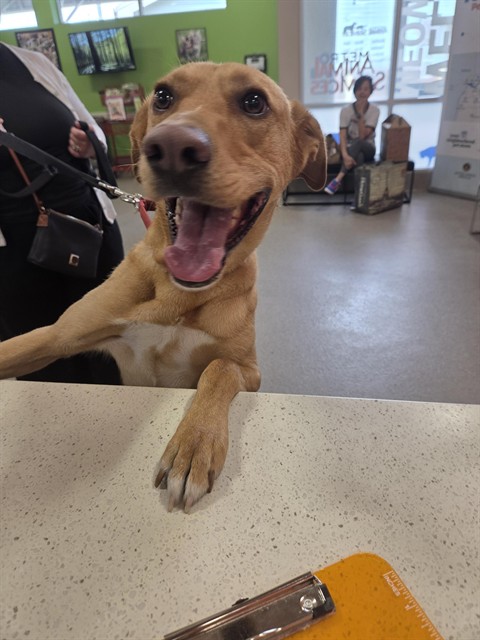 Shelter Stray Male Dog last seen Near BLOCK ARMSTRONG, 3528 Newburg Rd, Louisville, KY 40218, USA
