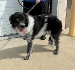 Shelter Stray Female Dog last seen Near BLOCK N BIRCHWOOD AVE, 3528 Newburg Rd, Louisville, KY 40218, USA