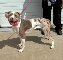 Shelter Stray Female Dog last seen MCNEELEY LAKE PARK IN CRATE, 3528 Newburg Rd, Louisville, KY 40218, USA