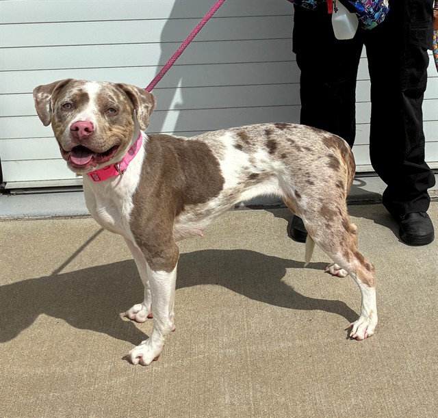 Shelter Stray Female Dog last seen MCNEELEY LAKE PARK IN CRATE, 3528 Newburg Rd, Louisville, KY 40218, USA