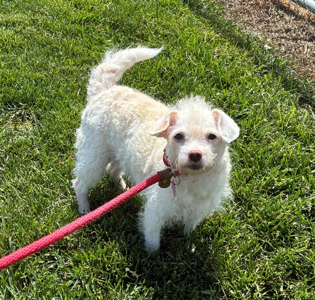 Shelter Stray Female Dog last seen BROOKLAWN AND NEW CUT, 3528 Newburg Rd, Louisville, KY 40218, USA