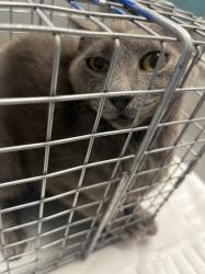 Shelter Stray Female Cat last seen Near BLK OF CARROLL ST, 655 N Mojave Rd, Las Vegas, NV 89101, USA