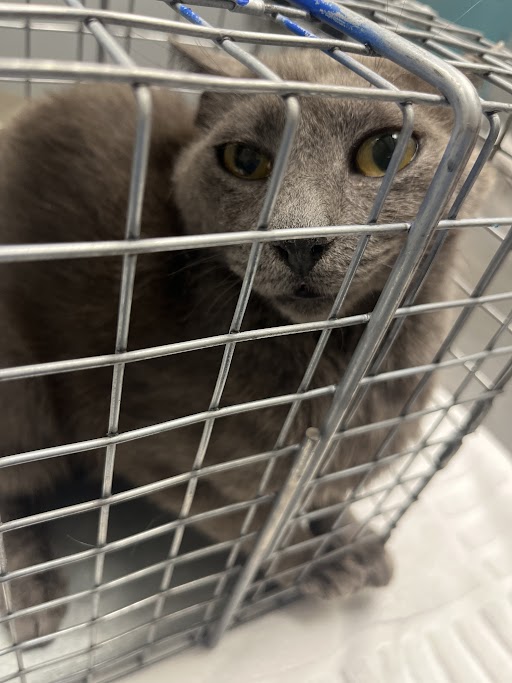 Shelter Stray Female Cat last seen Near BLK OF CARROLL ST, 655 N Mojave Rd, Las Vegas, NV 89101, USA