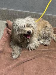 Shelter Stray Female Dog last seen Near BLOCK S FORT APACHE RD, LAS VEGAS NV 89148, 655 N Mojave Rd, Las Vegas, NV 89101, USA