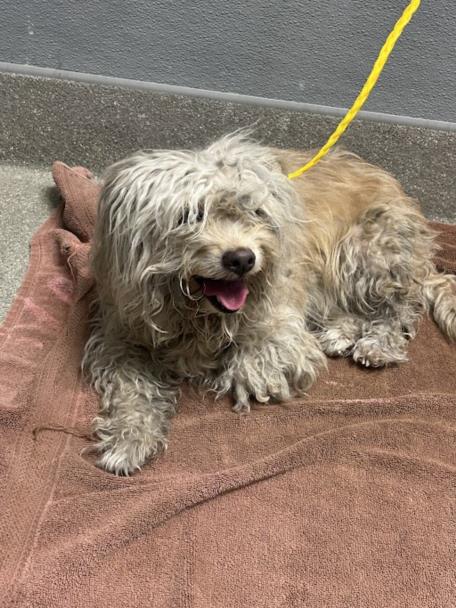 Shelter Stray Female Dog last seen Near BLOCK S FORT APACHE RD, LAS VEGAS NV 89148, 655 N Mojave Rd, Las Vegas, NV 89101, USA