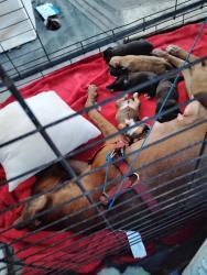 Lost Female Dog last seen Falkenburg and Broadway , Tampa, FL 33619