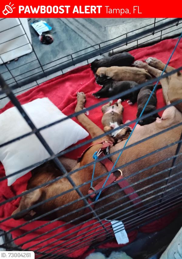 Lost Female Dog last seen Falkenburg and Broadway , Tampa, FL 33619