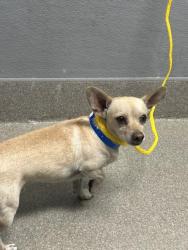 Shelter Stray Male Dog last seen MOJAVE AND OWENS, 655 N Mojave Rd, Las Vegas, NV 89101, USA