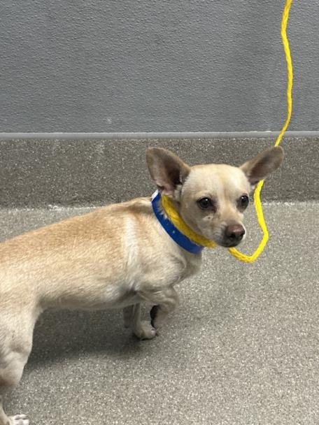 Shelter Stray Male Dog last seen MOJAVE AND OWENS, 655 N Mojave Rd, Las Vegas, NV 89101, USA
