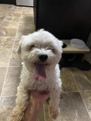 Reunited Female Dog last seen Covenant and Beryl, Murfreesboro, TN 37128