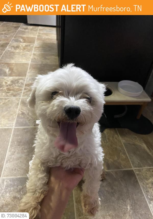 Found/Stray Female Dog last seen Covenant and Beryl, Murfreesboro, TN 37128