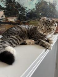 Reunited Female Cat last seen Eaux clairs 95 street and 157 Ave , Edmonton, AB T5X 0C7
