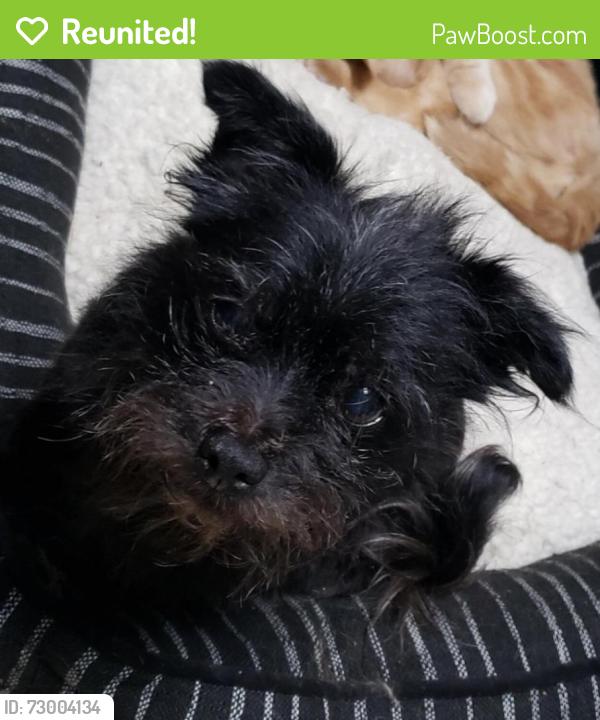 Reunited Female Dog last seen Bancroft & Tropico, La Mesa, CA 91941