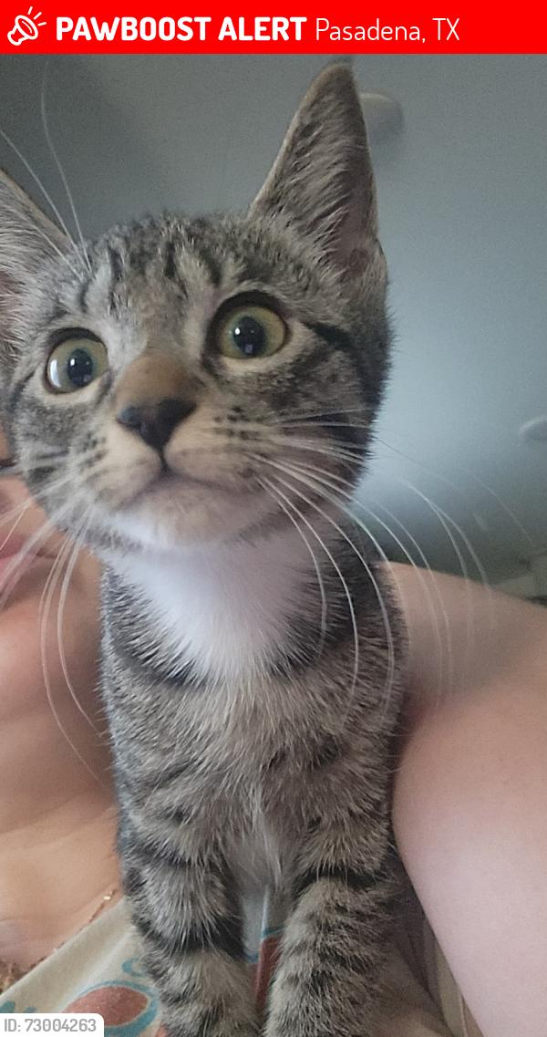 Lost Female Cat last seen Perez Rd, Pasadena, TX 77502