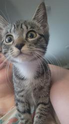 Lost Female Cat last seen Perez Rd, Pasadena, TX 77502