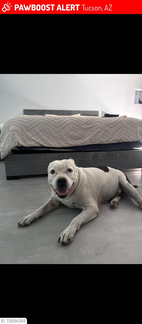 Lost Male Dog last seen Chapala Rd , Tucson, AZ 85704
