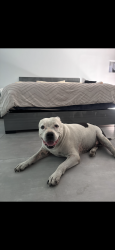 Lost Male Dog last seen Chapala Rd , Tucson, AZ 85704