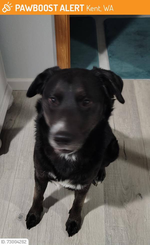 Found/Stray Male Dog last seen 240th & Pacific Hwy, Kent, WA 98032