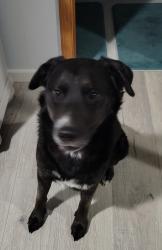 Reunited Male Dog last seen 240th & Pacific Hwy, Kent, WA 98032