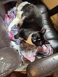 Lost Male Cat last seen Near 17th st s Moorhead , Moorhead, MN 56560