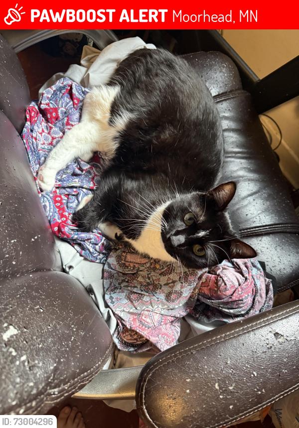 Lost Male Cat last seen Near 17th st s Moorhead , Moorhead, MN 56560
