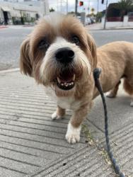Reunited Unknown Dog last seen Beethoven Market, near Palms & Beethoven St , Los Angeles, CA 90066