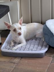 Lost Male Dog last seen Melrose ave and beach st ormond Beach fl, Ormond Beach, FL 32174