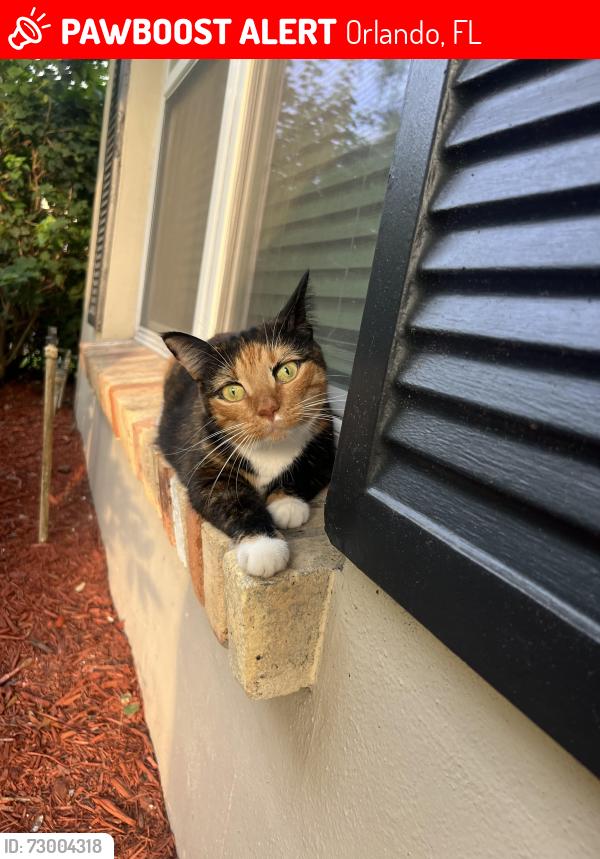 Lost Female Cat last seen Lido street, Orlando, FL 32807
