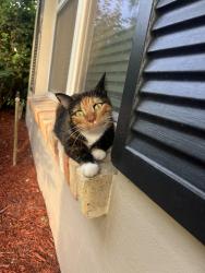 Lost Female Cat last seen Lido street, Orlando, FL 32807