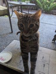 Reunited Unknown Cat last seen Wright Avenue and N. Shoreline Blvd, Mountain View, CA 94043