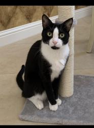 Lost Female Cat last seen Sumter road, Jacksonville, FL 32254