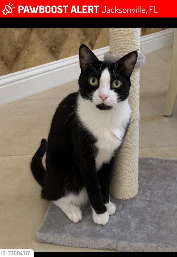 Lost Female Cat last seen Sumter road, Jacksonville, FL 32254