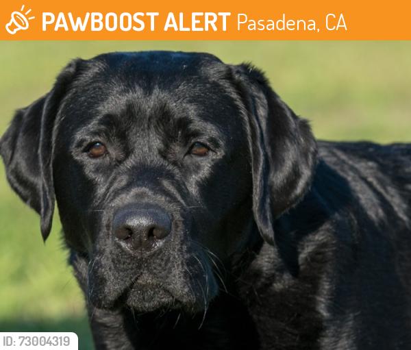 Found/Stray Unknown Dog last seen Seco Blvd, Pasadena, CA 91103