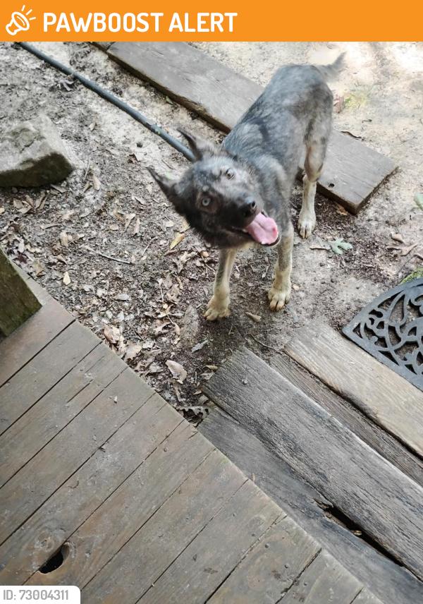 Found/Stray Male Dog last seen Stringer Cemetary Road/Crooked Creek Road, Lawrence County, MS 39663