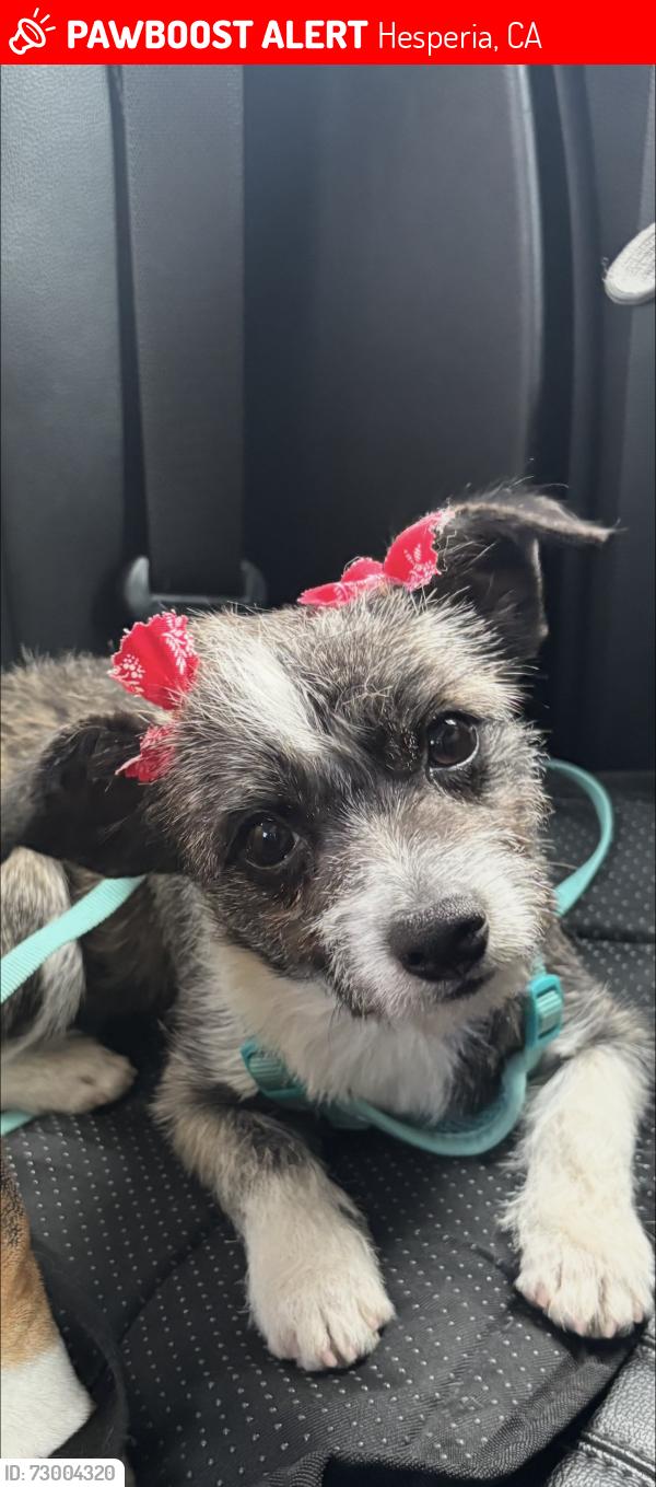 Lost Female Dog last seen Topaz Ave Hesperia, Hesperia, CA 92344