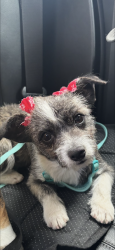 Lost Female Dog last seen Topaz Ave Hesperia, Hesperia, CA 92344