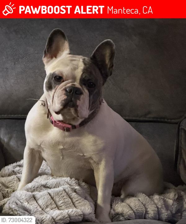 Lost Female Dog last seen St Francis Park Manteca, CA, Manteca, CA 95336