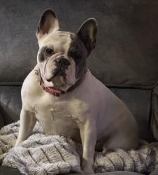 Lost Female Dog last seen St Francis Park Manteca, CA, Manteca, CA 95336