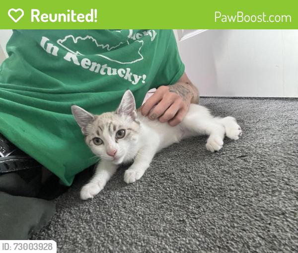 Reunited Female Cat last seen 180th Street, and Ermanita Ave, Torrance, CA 90504