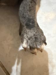 Found/Stray Male Dog last seen Marshalls, Houston, TX 77084