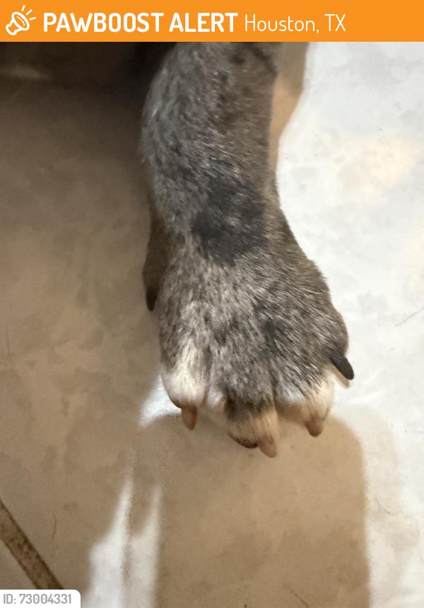 Found/Stray Male Dog last seen Marshalls, Houston, TX 77084