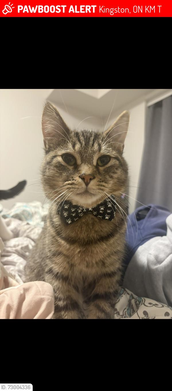 Lost Male Cat last seen Bayridge drive , Kingston, ON K7M 8T2