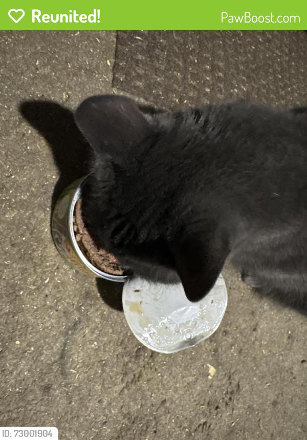 Reunited Female Cat last seen Garfield St by Saint Paul African Methodist Episcopal Church, Portsmouth, VA 23704