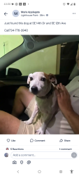 Found/Stray Unknown Dog last seen SE 14th Dr and SE 12th Ave, Deerfield Beach, FL 33441