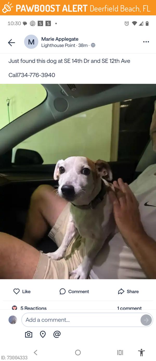 Found/Stray Unknown Dog last seen SE 14th Dr and SE 12th Ave, Deerfield Beach, FL 33441