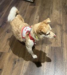 Reunited Male Dog last seen Downey & Cole St, Downey, CA 90242